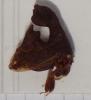 Cladonota sp.